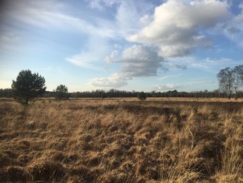 Scenic view of field against sky