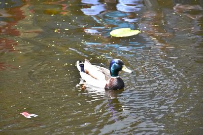 High angle view of ducks swimming in lake