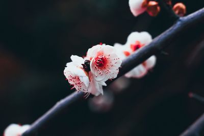 Close-up of white cherry blossom