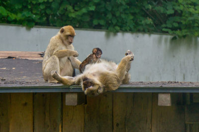 Monkey sitting on a lake