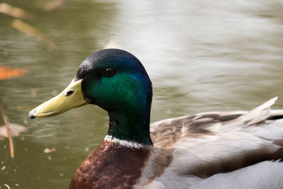 Close-up of a duck in lake