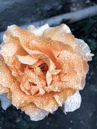 Close-up of wet rose in rain