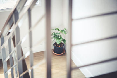 High angle view of potted plant on window