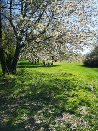 View of cherry tree in field
