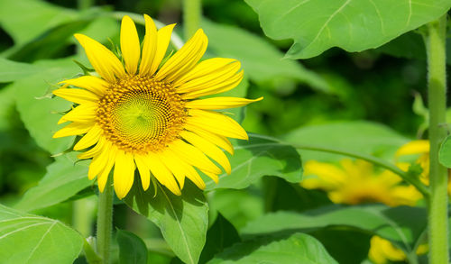 Close-up of yellow sunflower