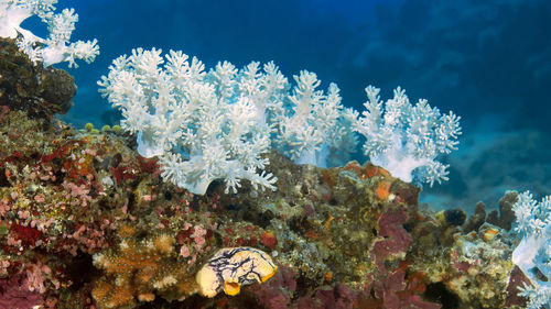 View of fish swimming underwater