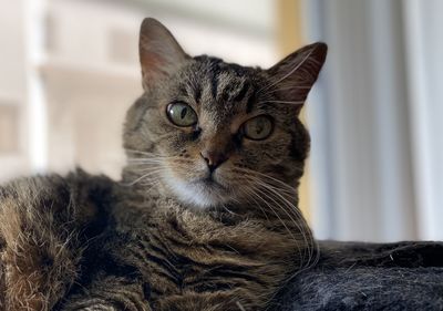 Close-up portrait of a cat at home