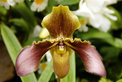 Close-up of yellow flowering plant