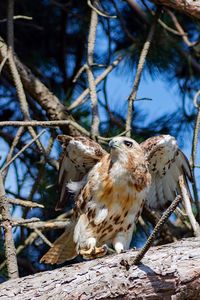 Close-up of bird perching on branch