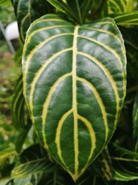 Close-up of plant