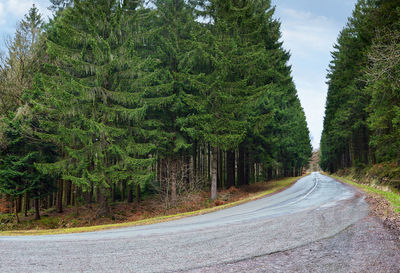 Empty road along trees