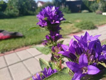 Close-up of purple flowers blooming outdoors