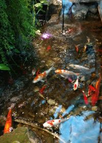 High angle view of koi carps swimming in pond