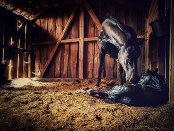 View of horse in stable