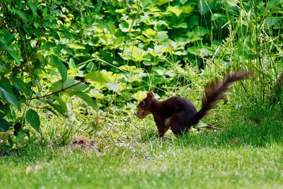 Side view of an animal on field