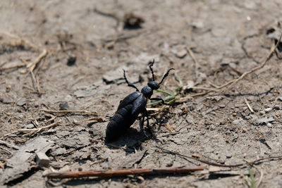 High angle view of insect on land