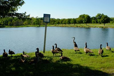 Flock of birds on grass by lake