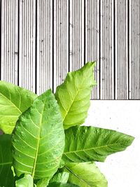 Close-up of green leaves