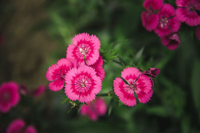 Close-up of pink flowering plants