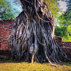 View of tree trunk