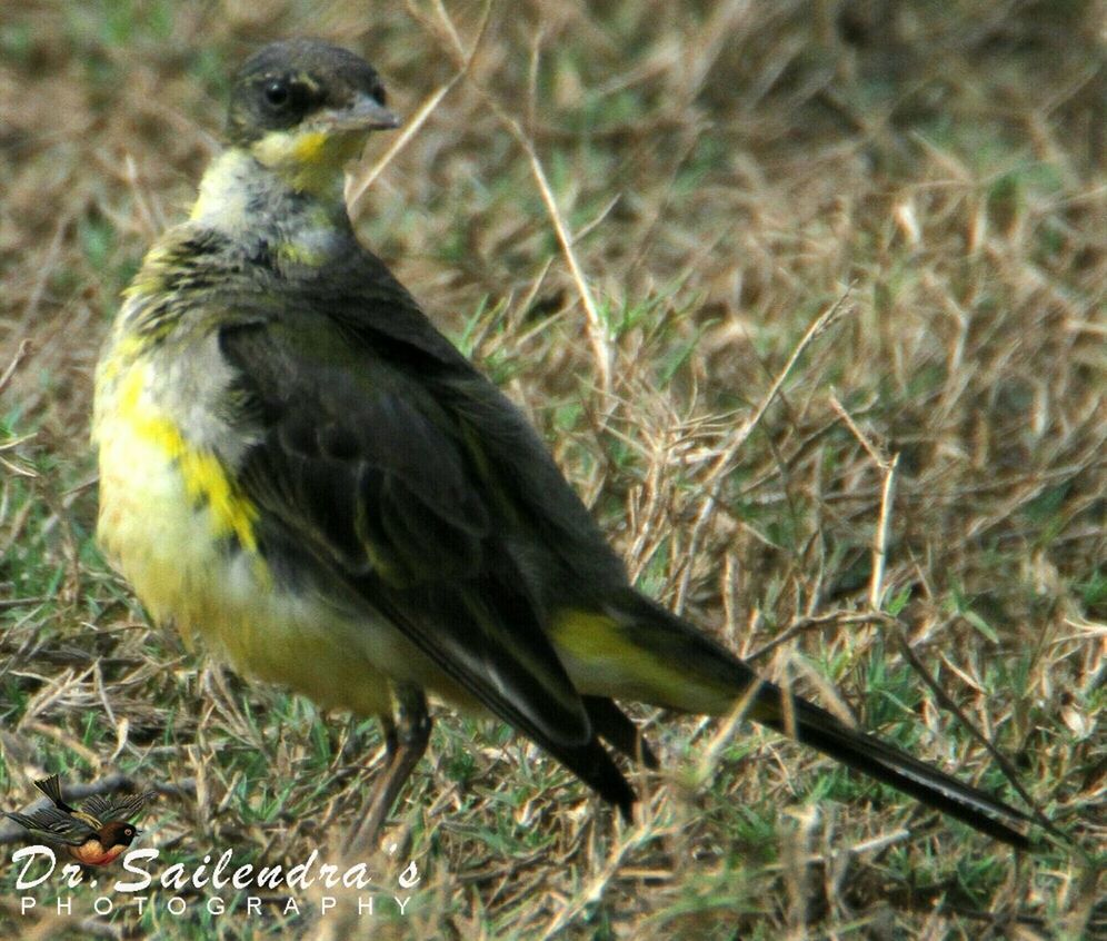 BIRD PERCHING ON GRASS