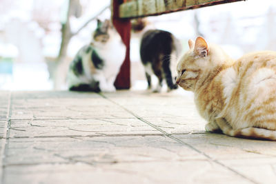 Close-up of cat sitting