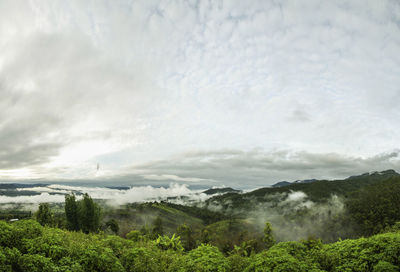 Scenic view of forest against sky