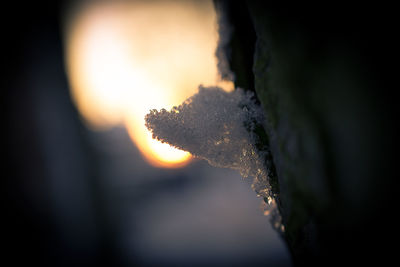 Close-up of silhouette hand against sky during sunset