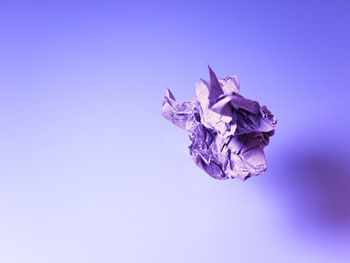 Close-up of purple flowering plant against blue background