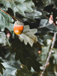 Close-up of orange fruit on tree