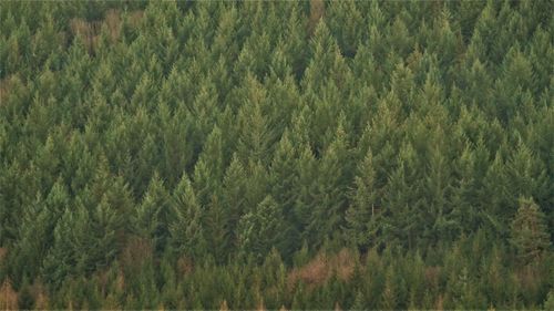 Full frame shot of pine trees in forest