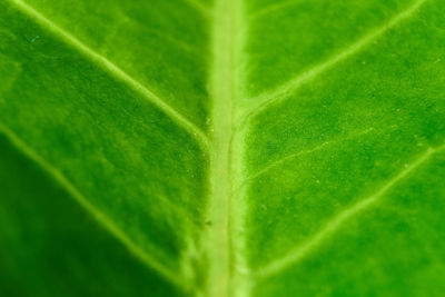 Full frame shot of green leaves