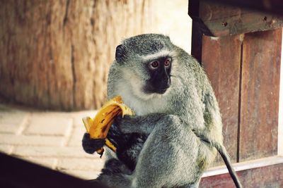 Close-up of monkey sitting on wood at zoo