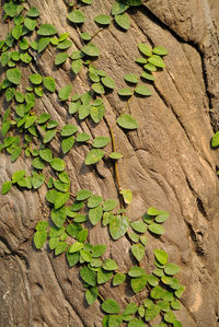 Full frame shot of leaves