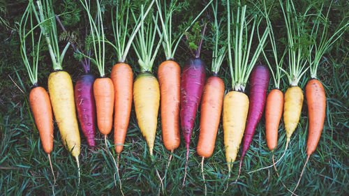 High angle view of vegetables on field