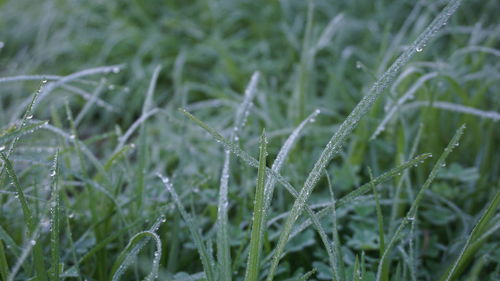 Close-up of wet grass