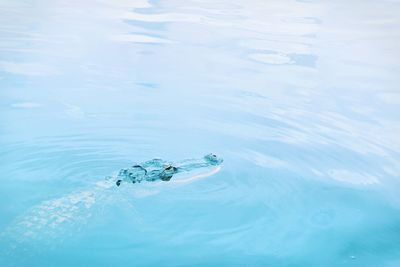 High angle view of turtle swimming in sea