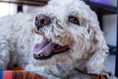 Close-up of dog looking away