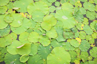 Full frame shot of leaves floating on water