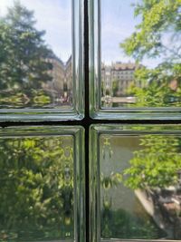 Reflection of trees on glass window