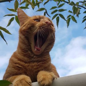 Low angle view of a cat yawning