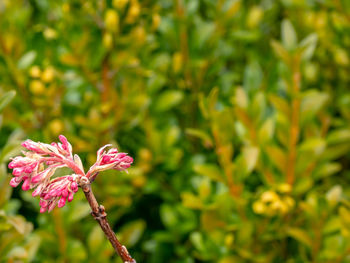 Close-up of pink flowering plant