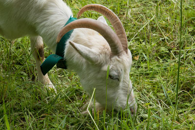 View of a dog on field
