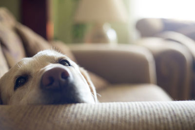 Close-up of dog relaxing on sofa