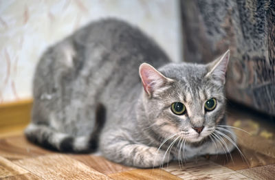 Close-up portrait of a cat