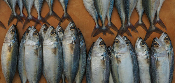 High angle view of fishes for sale at market