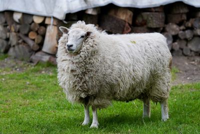 Sheep on grassy field
