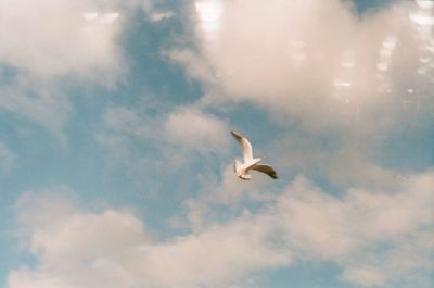 Low angle view of seagull flying in sky