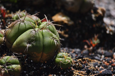 Close-up of cactus growing on field