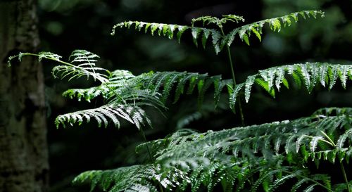 Close-up of fern leaves